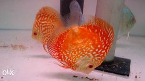 2 red diDscus size is 4.5 and 4 inches Price is