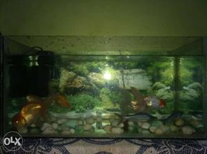 2×1×1 empty tank for sale