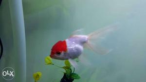 3" beautiful red cap orinda gold fish
