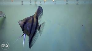 3" beautiful tuxedo angelfish