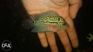 3 inch kml Flowerhorn available at beat price