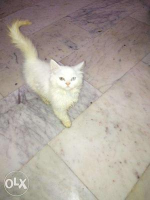 4 months old persian cat for one kitten sale