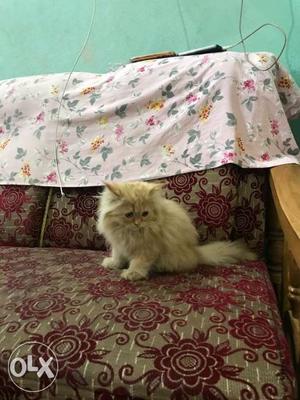 4 months old, very cute persian kitten