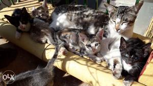 5 Indian breed kittens looking for a loving family