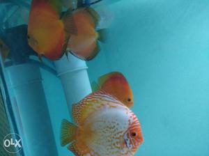 5 Jumbo Size Discus fish and 2 yellow and snow white