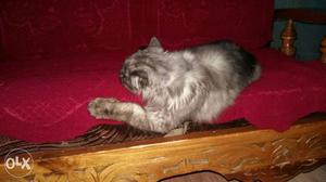 6 month male pure Persian kitten sale urgent