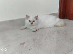 7 months old Persian girl cat vacinated and has