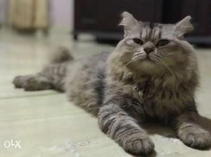 8months persian cat+cage+catfood included all