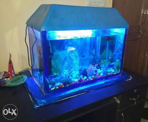 9 Fishes Aquarium for sale - Led blub, filter,