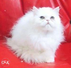 All color Persian kitten available only kitten