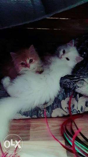 All colours persian kittens ar available for sell