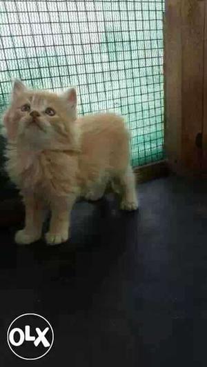 All kind of Persian kittens availabl