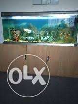 Aquarium 5ft x1.6ft...