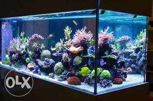 Aquarium Fishes for reasonable price