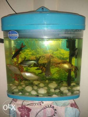 Aquarium for sell with water filter and led light
