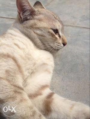 Ash coloured singapura cat