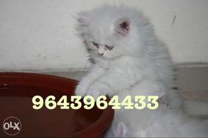 Best Quality Persian Kittens Available for Sale