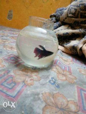 Beta fish with bowl good condition