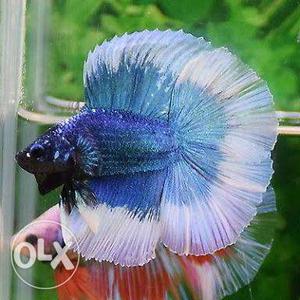 Betta Fish for sale