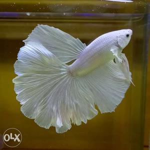 Betta fish Rs.300