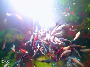Bettas For Sale high Quality Breed Available