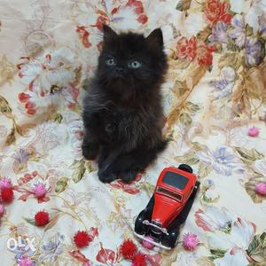 Black beautiful kitten at Amazing price only for