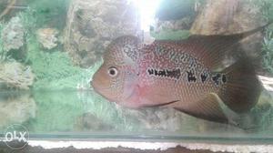 Brown And Gray Flowerhorn Fish