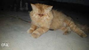 Brown Persian Cat