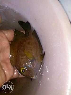 Brown tang inpotad fish marine. full whol shell