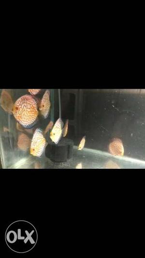 Checkerboard discus available size 3.5 inch.to 4