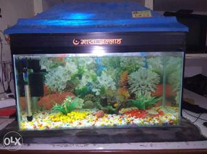 Clear Fish Tank With Black Frame