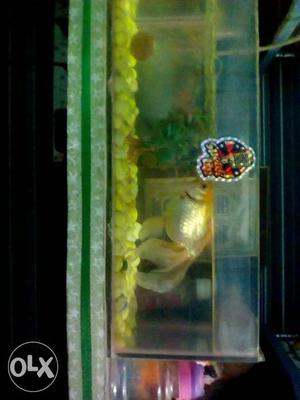 Clear Fish Tank With Yellow Fish
