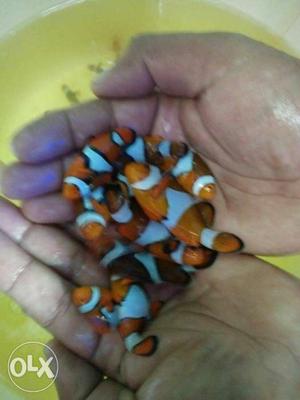 Clown fish or full whol shell fish in vadodara..