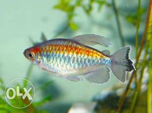 Congo tetra