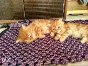 Couple of brown clr Persian cat (2 months)