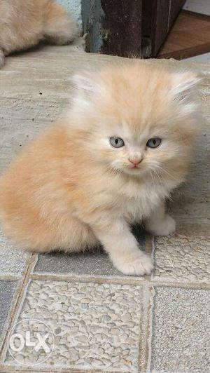 Cute Persian kitten available