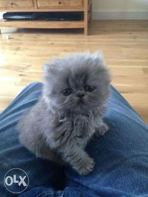 Cute persian punch face kitten