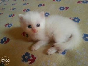 Cutest cute kitten