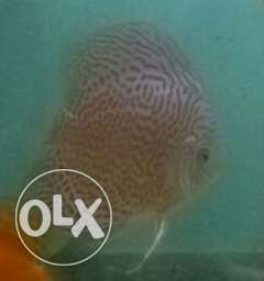 Discus 2 inch plus babies Available