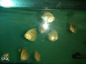 Discus Fish size 1 inch yellow, red rose & red