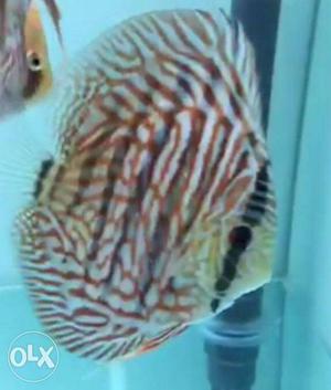 Discus babies available