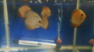 Discus fish for sale