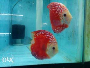 Discus fish for sale at wholesale prices contact