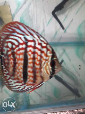 Discus fish hakel cross healthy disease free size