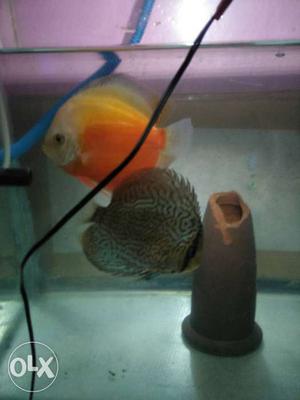 Discus fish set pair for sale