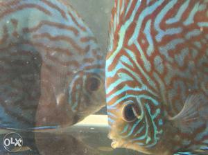 Discus set pair for sell