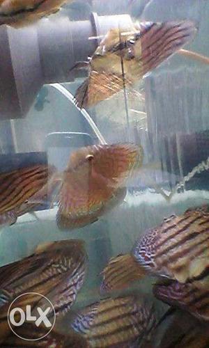 Discuss fish and flower horn fish for sell