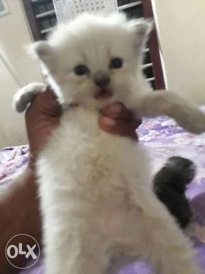 Doll face pure percian kittens for sale  each