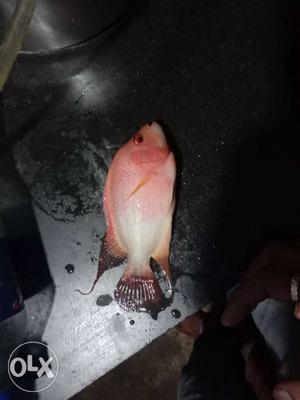 Female Flower horn fish at very cheap rate. 600/-