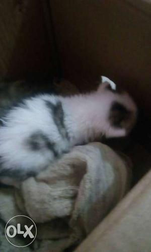 Female Indian cat one month baby